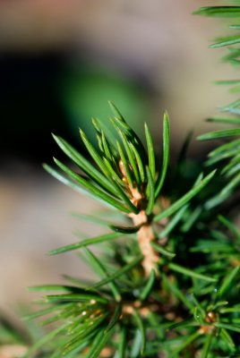 Picea abies 'Tompa' - smrk ztepilý - čarověník - jehlice